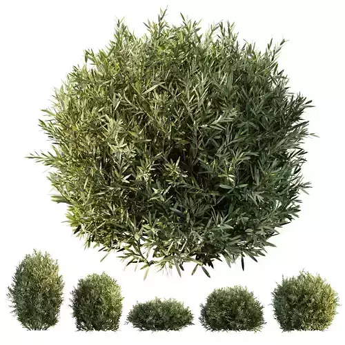 HQ Plants Montra Olive Bush Version2 3D model