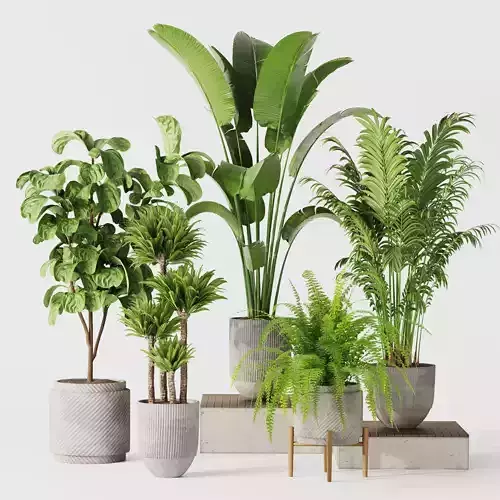 Indoor Plant Set 01