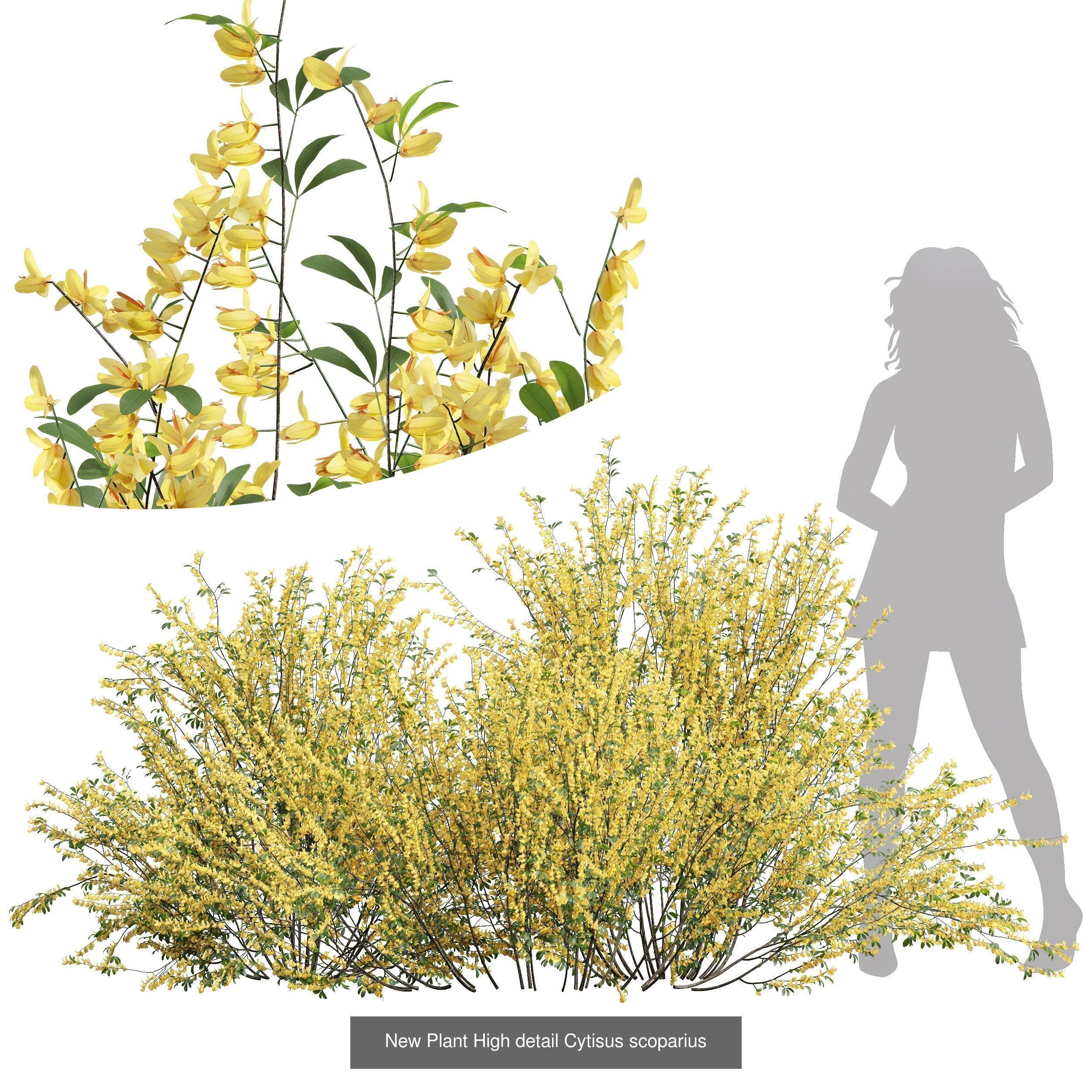 6 Different SETS of Bush SET VOL72 3D Model Collection_1