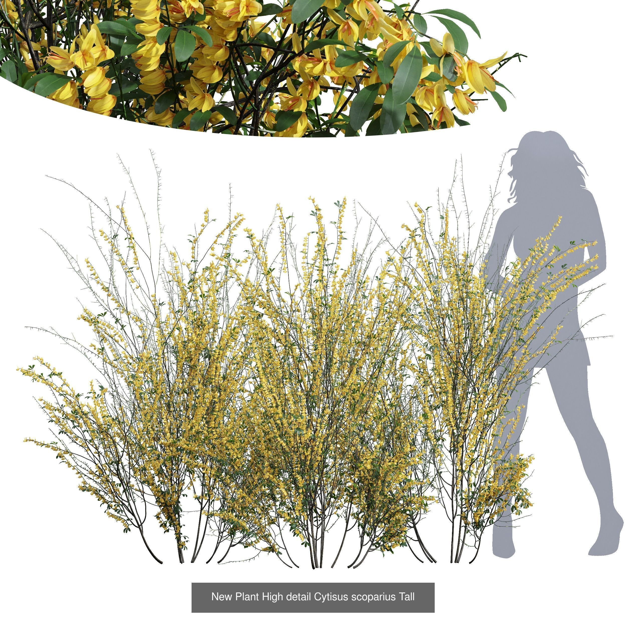 6 Different SETS of Bush SET VOL72 3D Model Collection_4