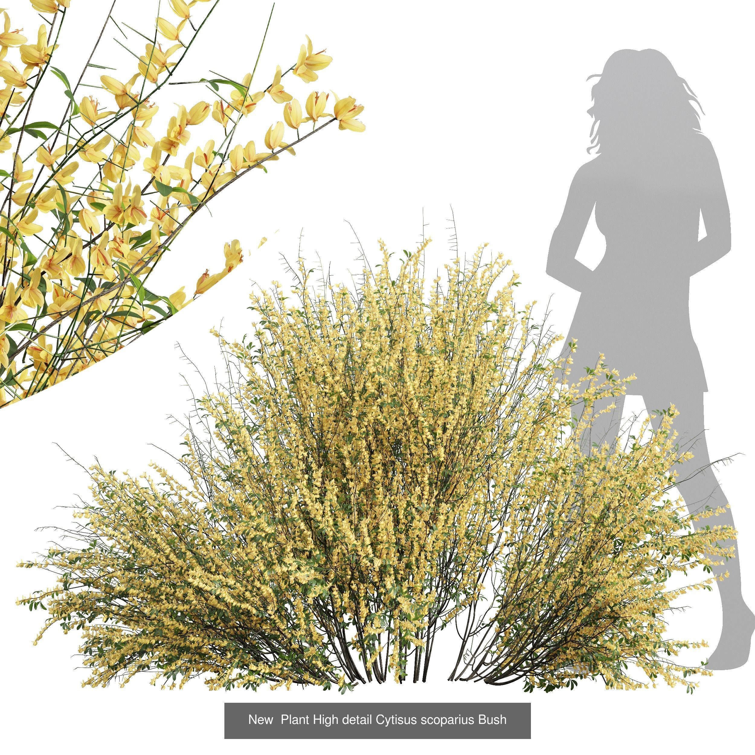 6 Different SETS of Bush SET VOL72 3D Model Collection_2