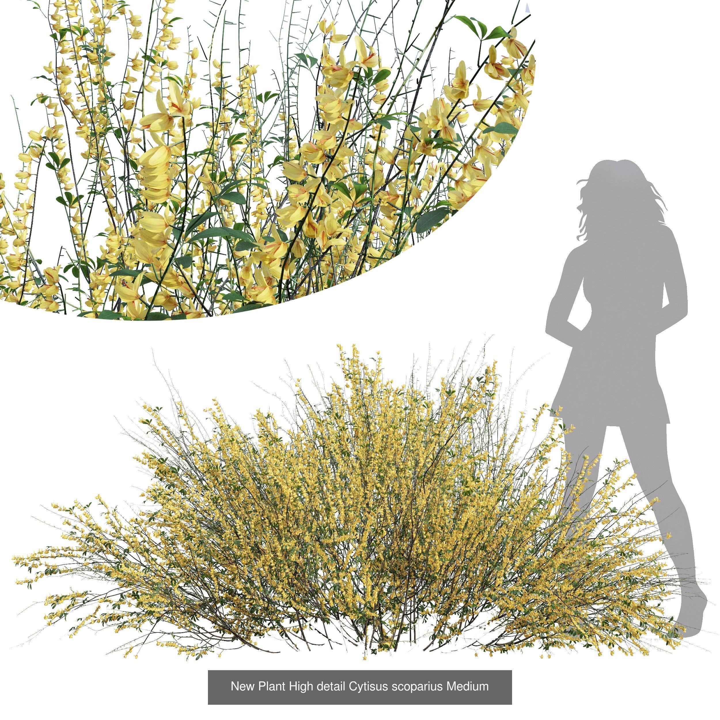 6 Different SETS of Bush SET VOL72 3D Model Collection_6