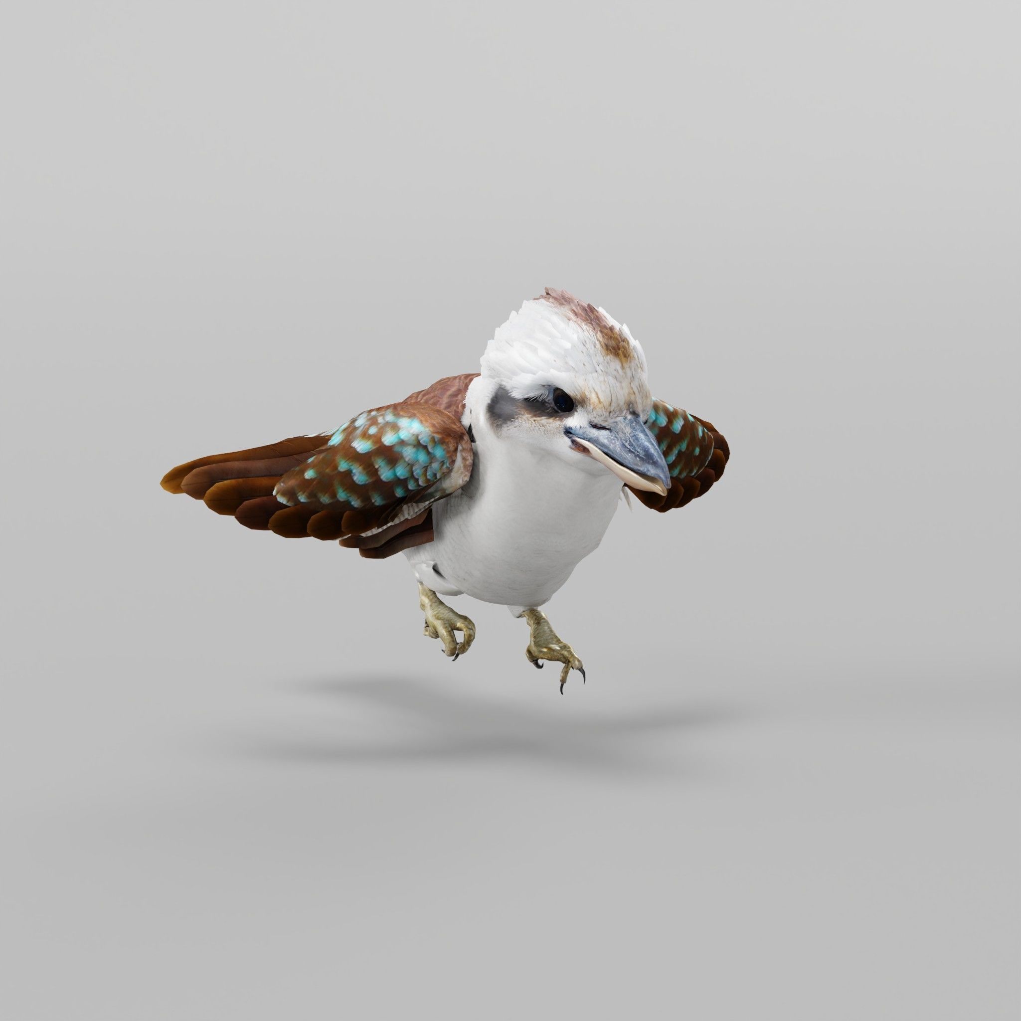 Kookaburra BIrd 3D model_23