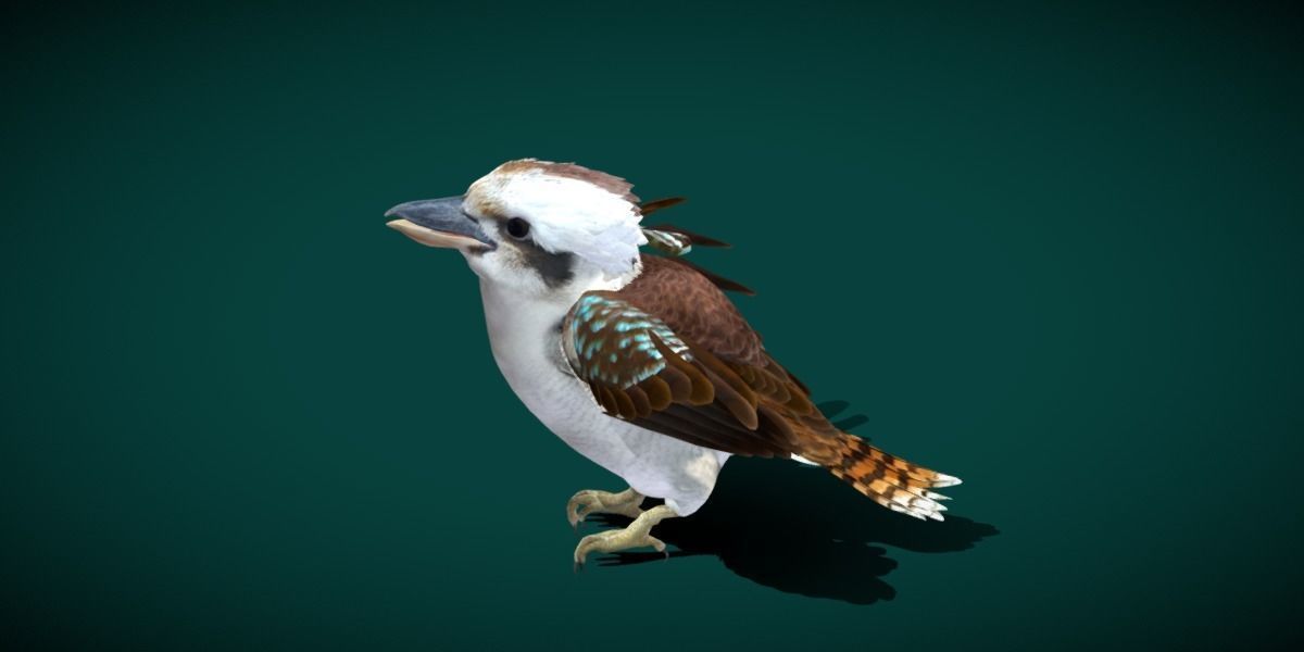 Kookaburra BIrd 3D model_3