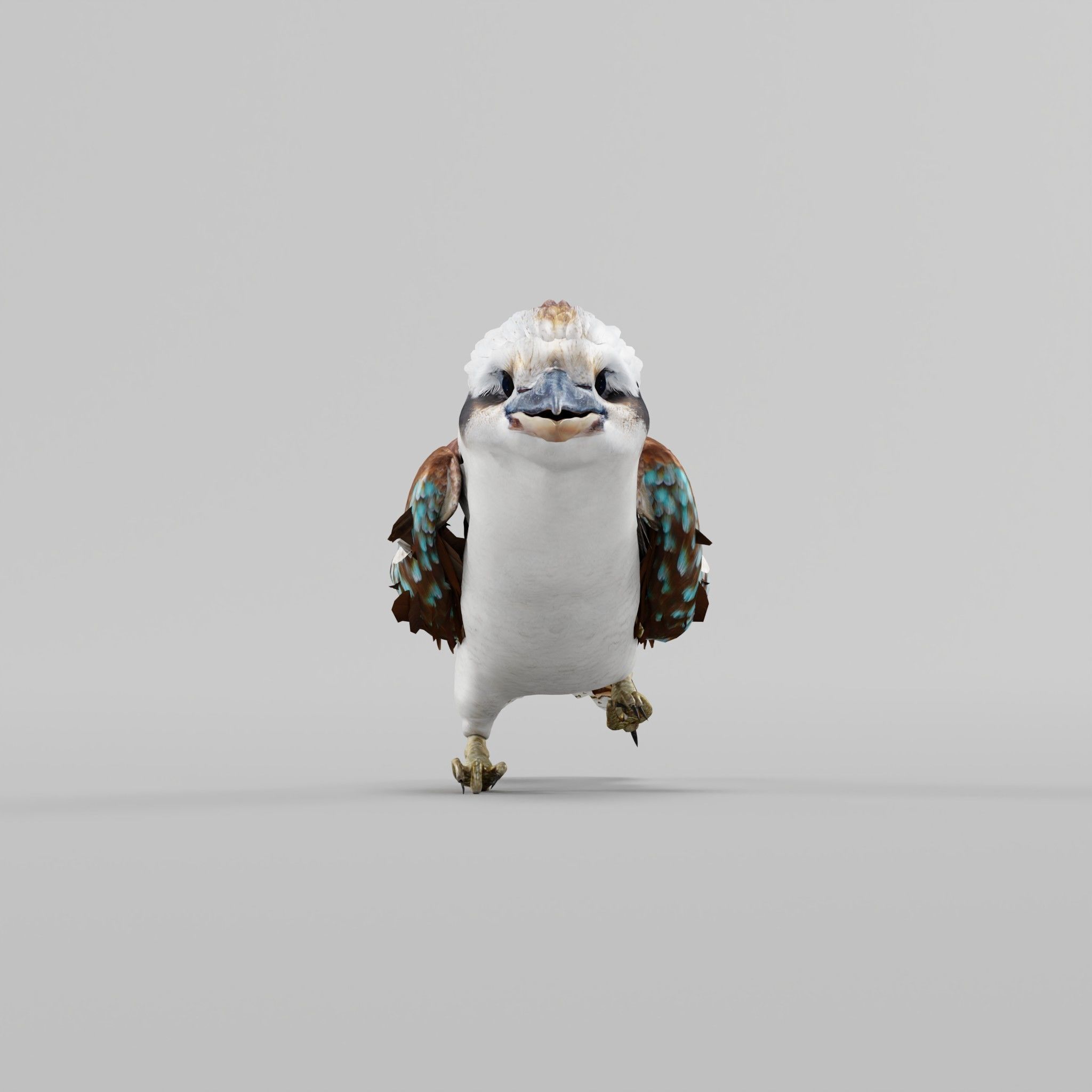 Kookaburra BIrd 3D model_20