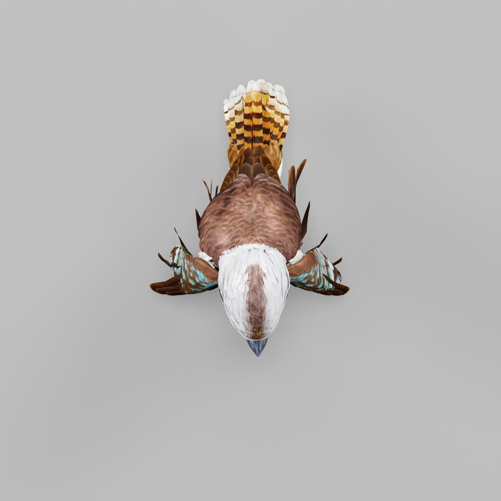 Kookaburra BIrd 3D model_27