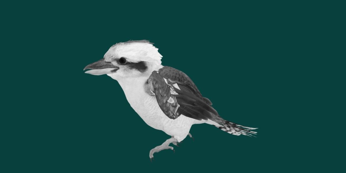 Kookaburra BIrd 3D model_18