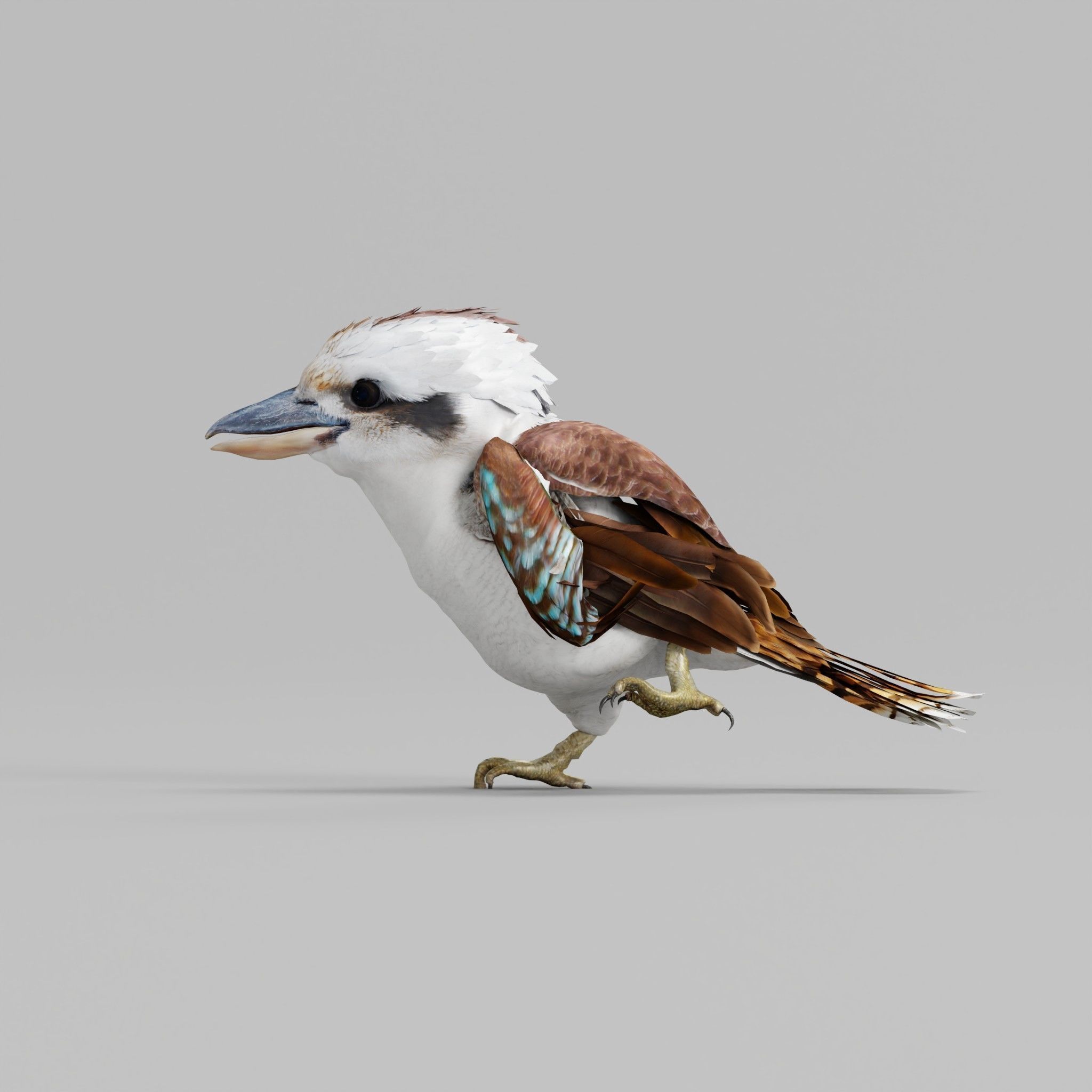 Kookaburra BIrd 3D model_24