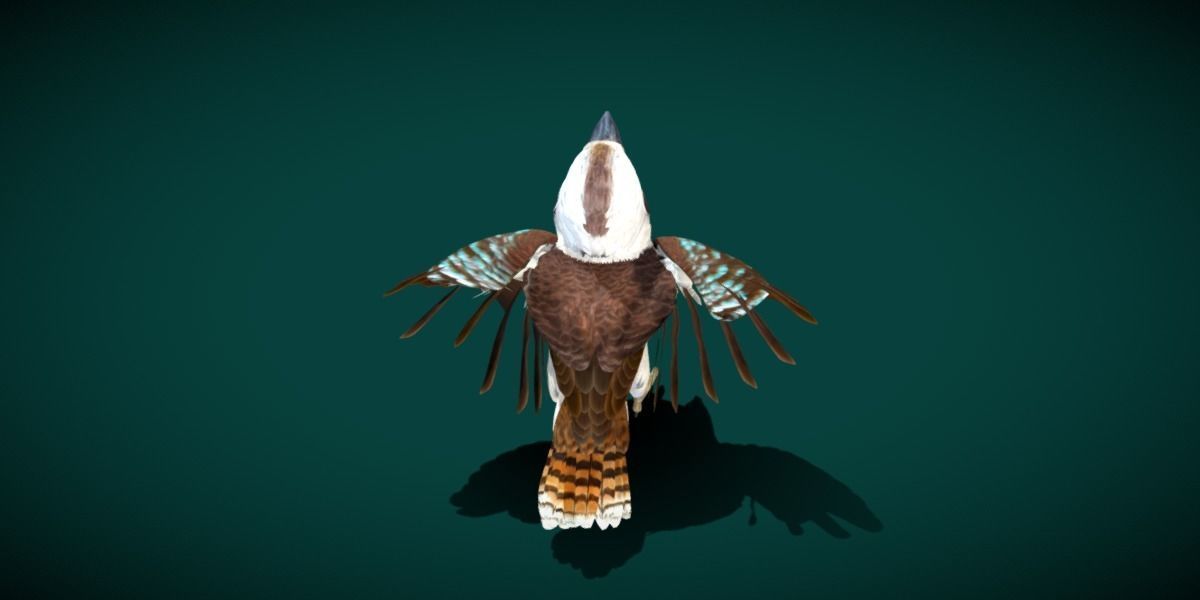 Kookaburra BIrd 3D model_12