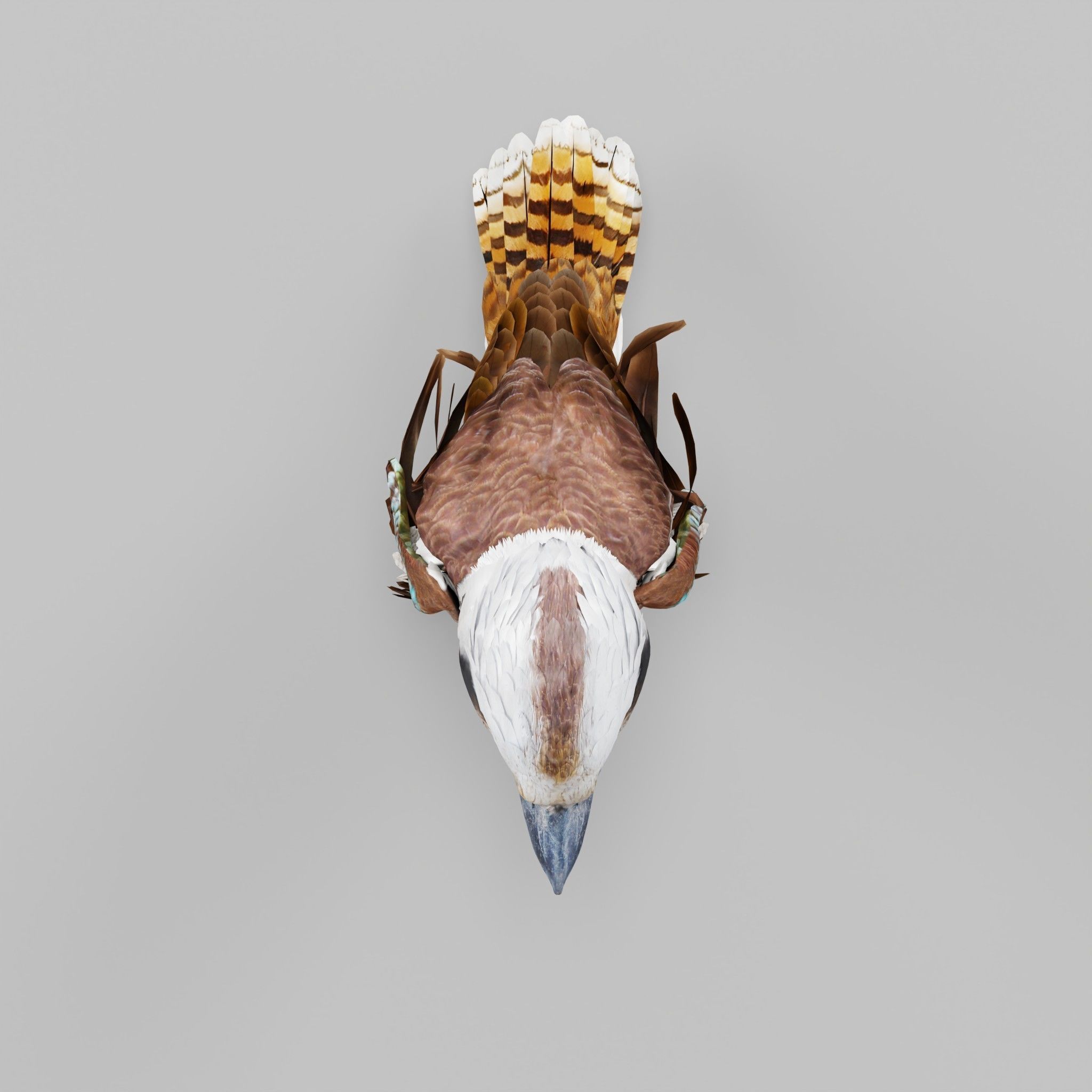 Kookaburra BIrd 3D model_21