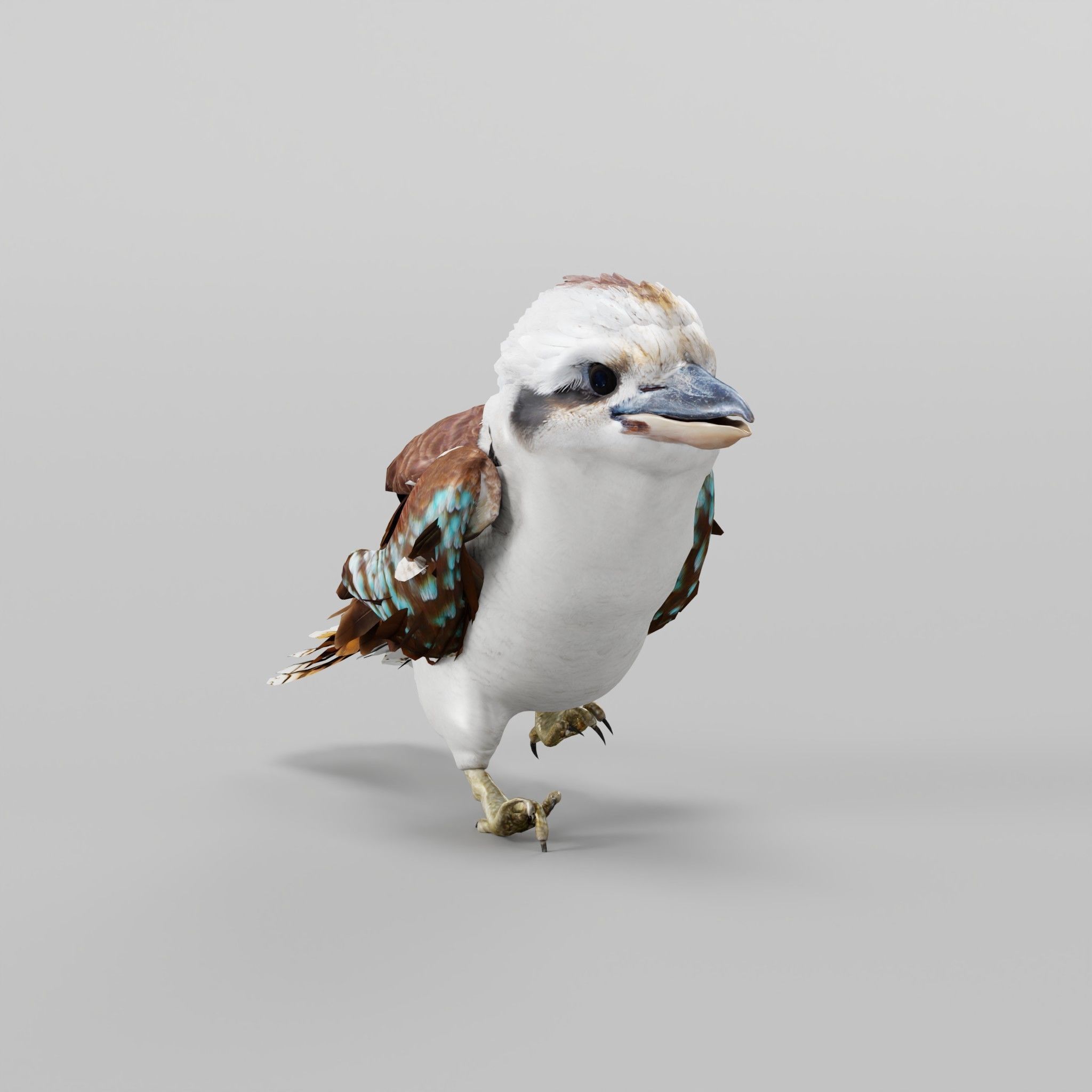 Kookaburra BIrd 3D model_22