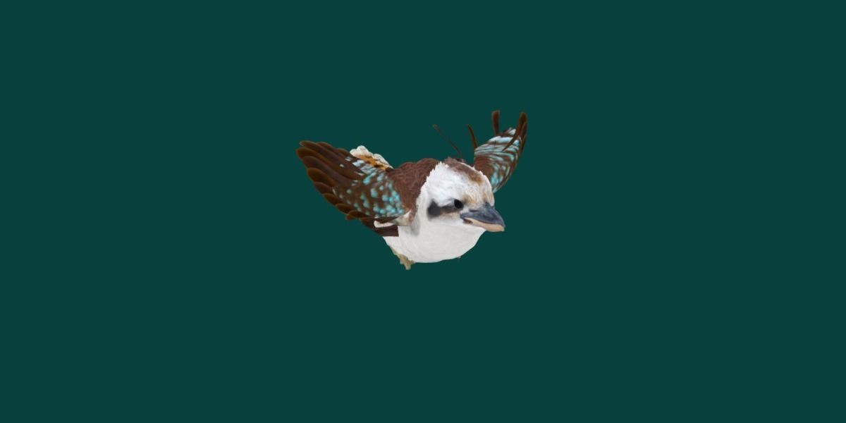 Kookaburra BIrd 3D model_16