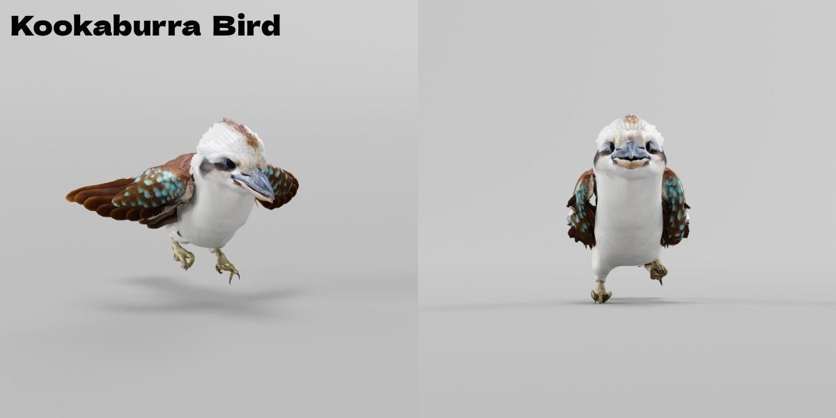 Kookaburra BIrd 3D model_2