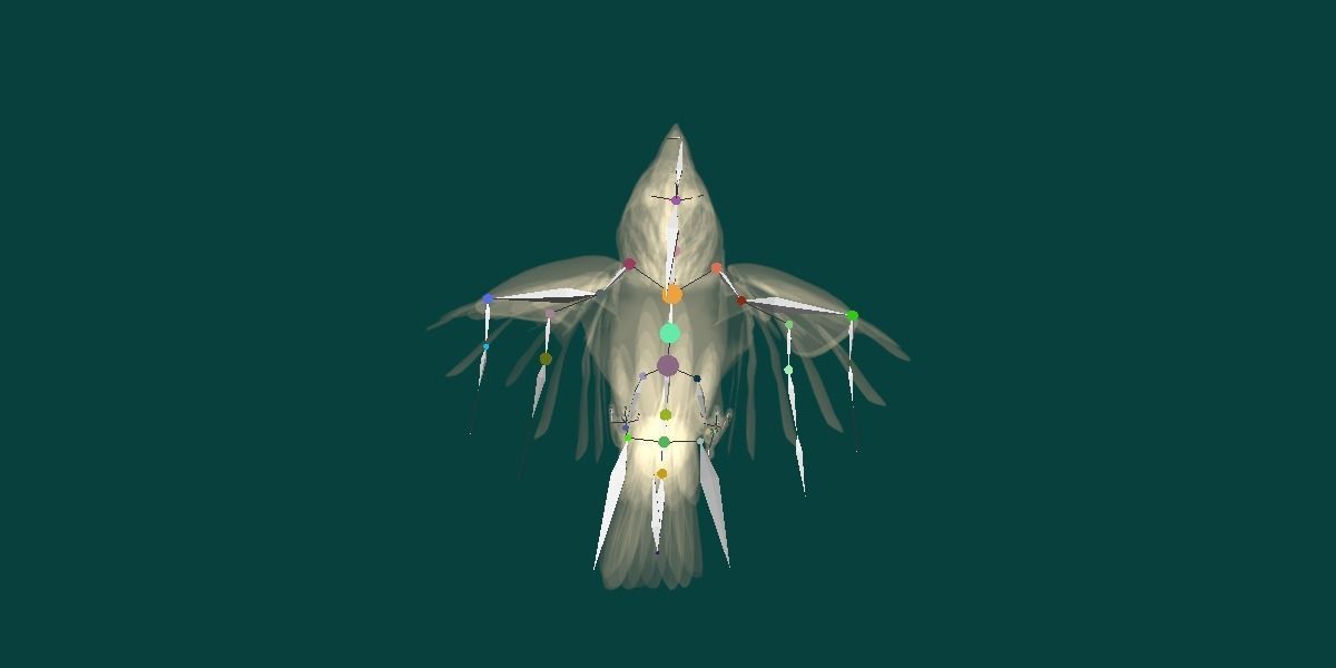 Kookaburra BIrd 3D model_13