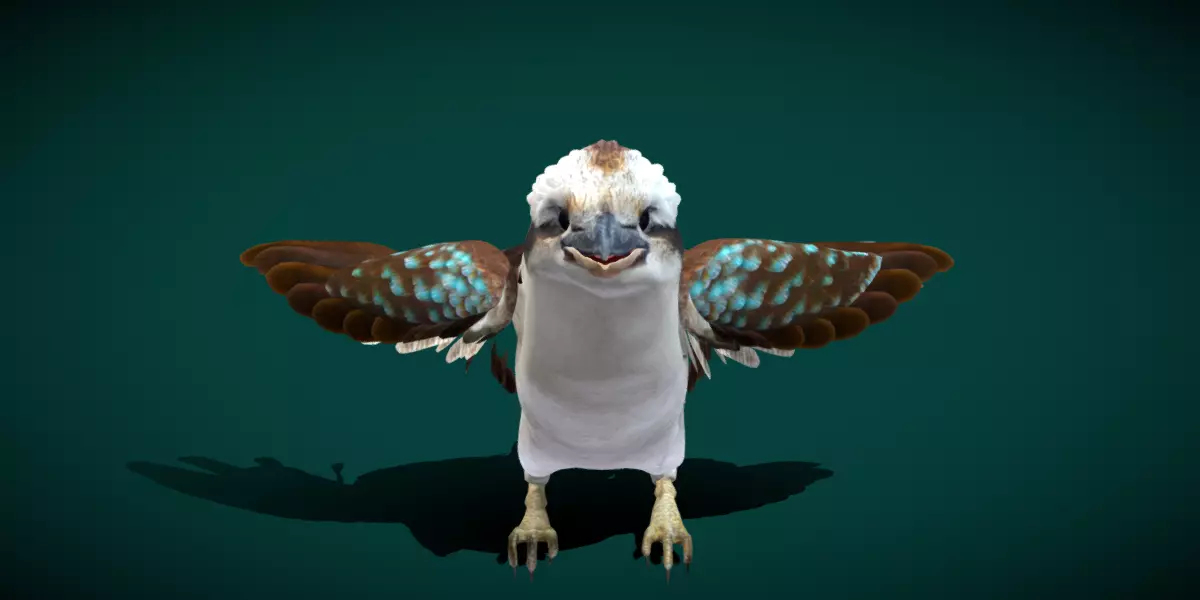 Kookaburra BIrd 3D model_0
