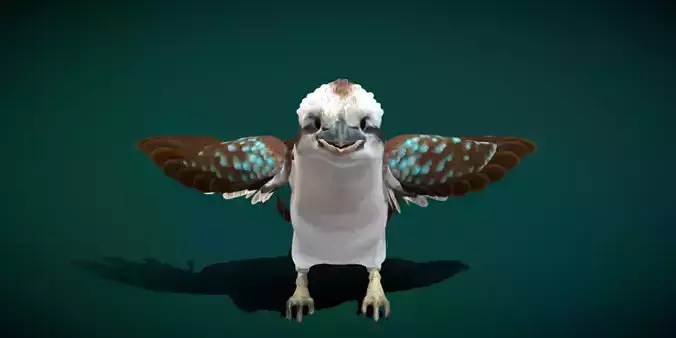 Kookaburra BIrd