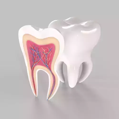 Medical Tooth Anatomy Section Low-poly 3D model