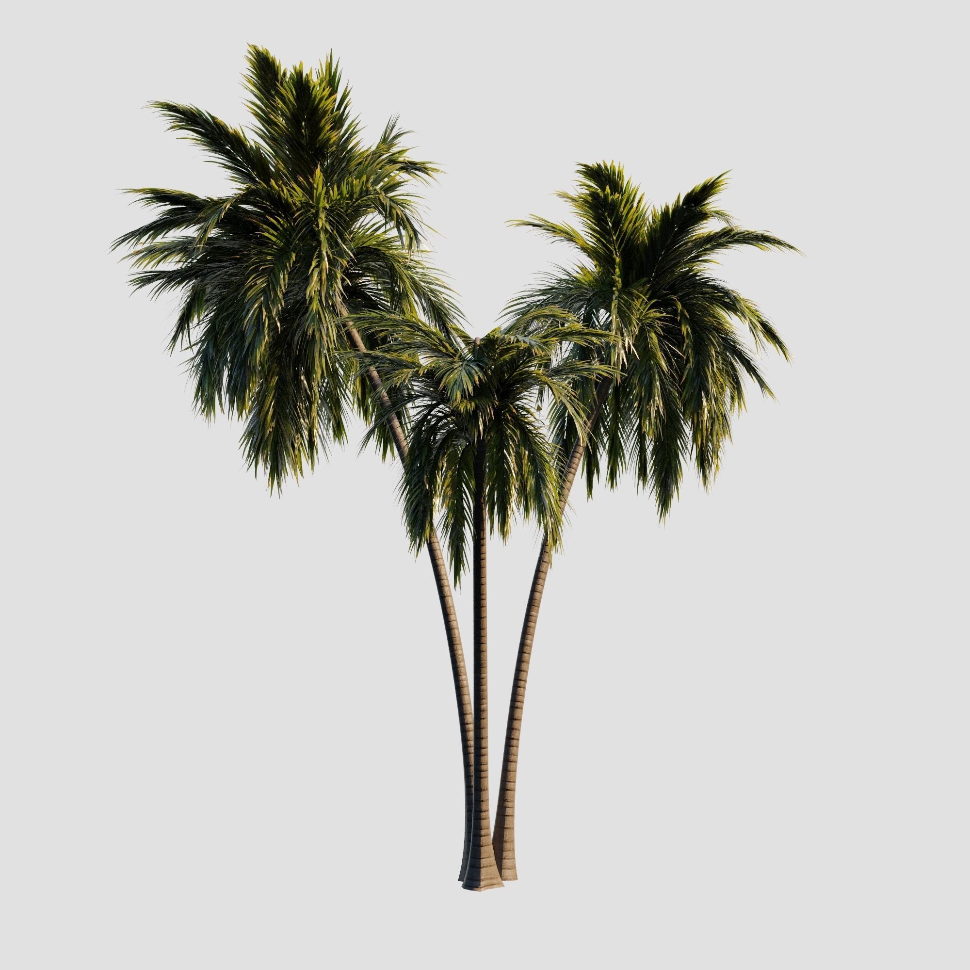 3D model 8 coconuts palms tree set VR / AR / lowpoly CGTrader