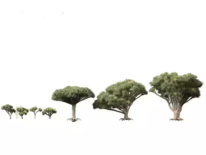 Dracaena draco - Dragon tree