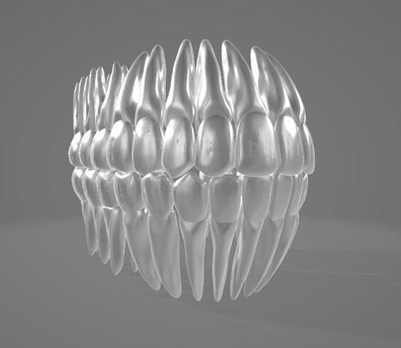 Tooth Root Texture TEETH AND ROOTS 3D model | CGTrader