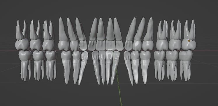 Tooth Root Texture TEETH AND ROOTS 3D model | CGTrader