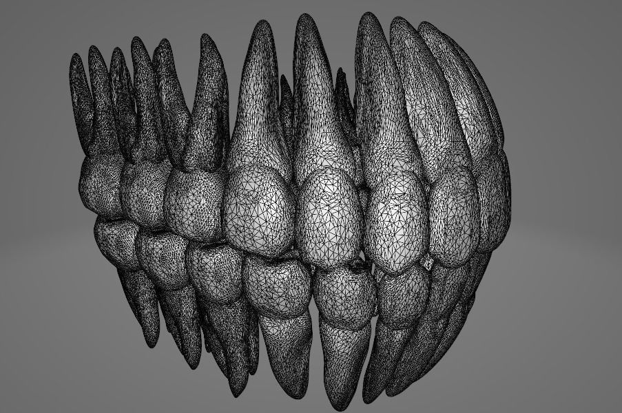 Tooth Root Texture TEETH AND ROOTS 3D model | CGTrader