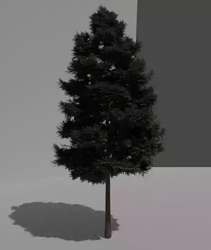 Pine tree