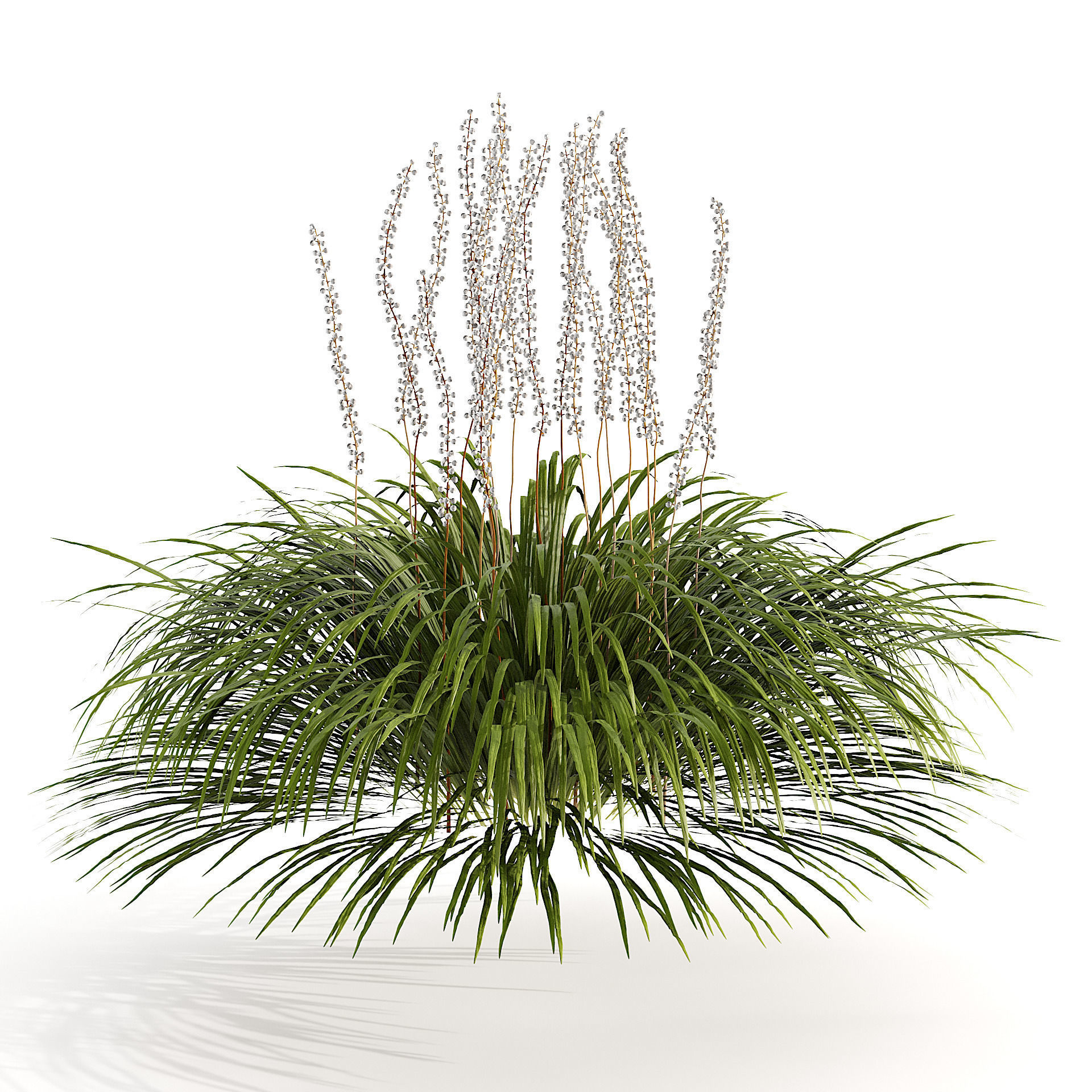 flowering big blue lilyturf plants Low-poly 3D model_3