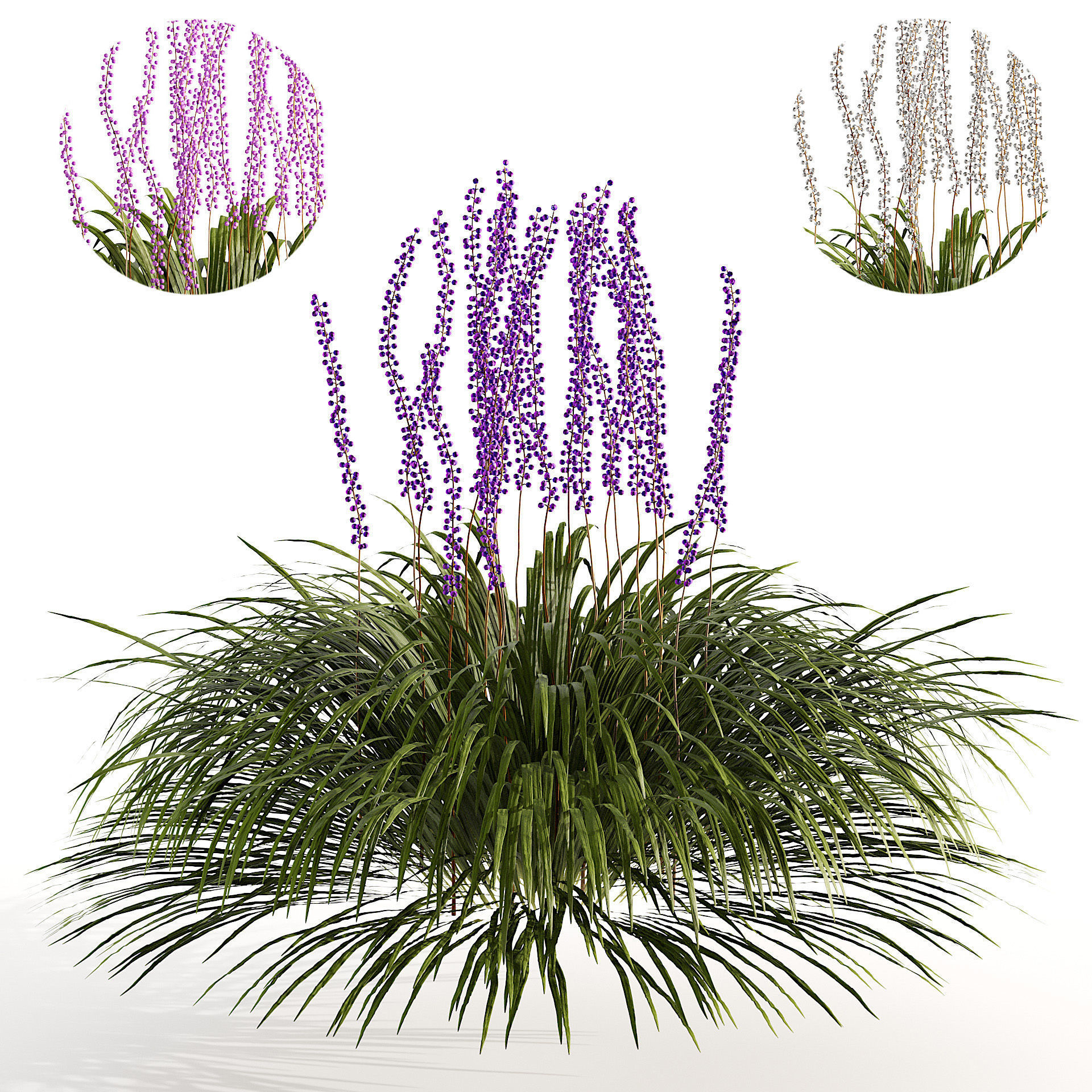 flowering big blue lilyturf plants Low-poly 3D model_7