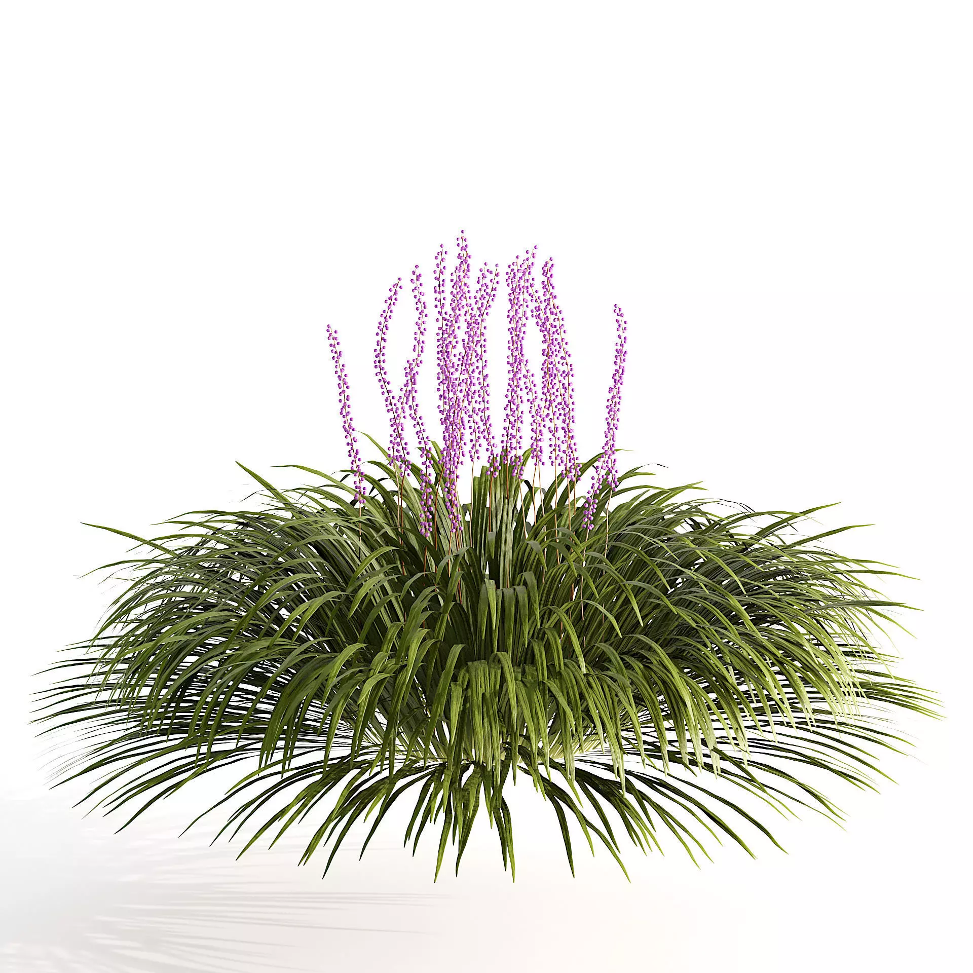 flowering big blue lilyturf plants Low-poly 3D model_0