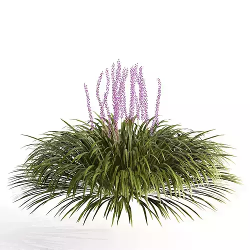 flowering big blue lilyturf plants Low-poly 3D model