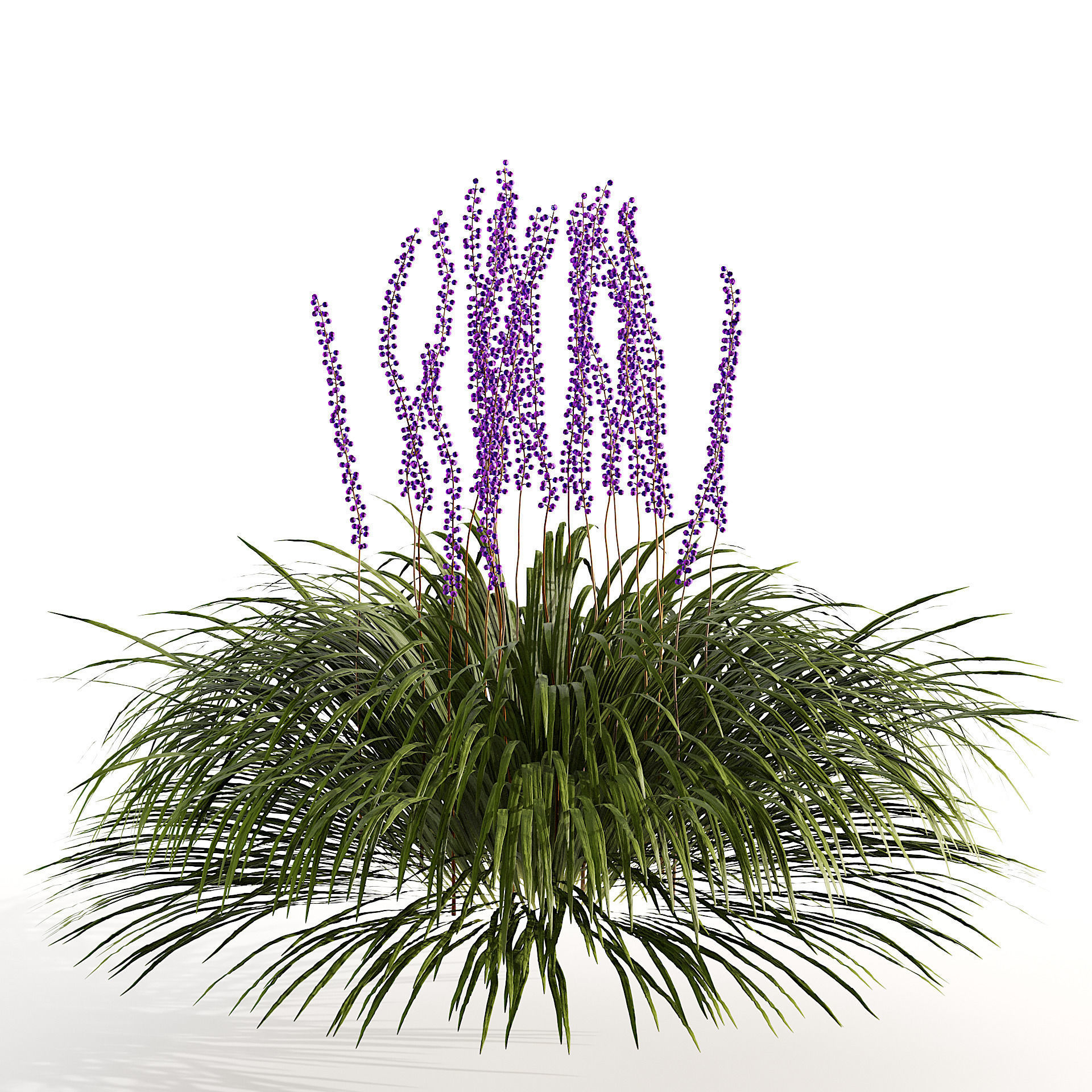 flowering big blue lilyturf plants Low-poly 3D model_2