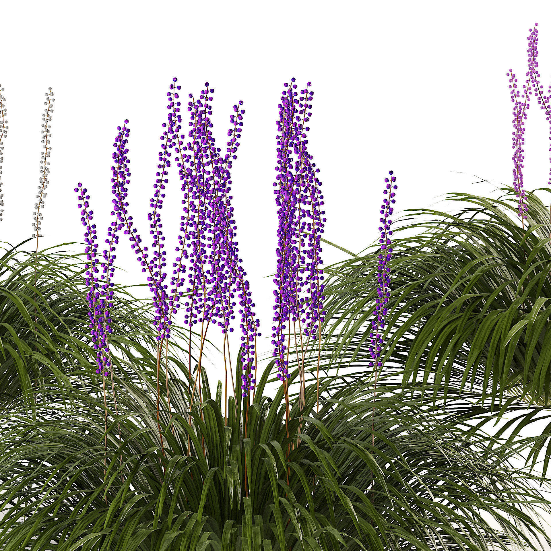 flowering big blue lilyturf plants Low-poly 3D model_4
