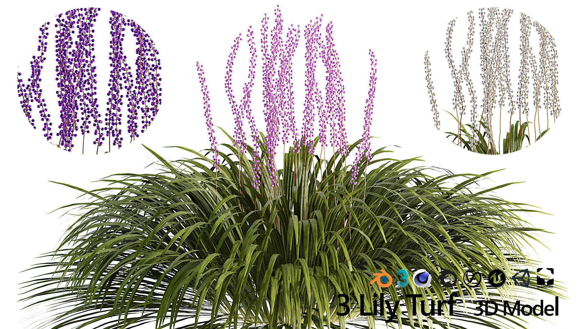 flowering big blue lilyturf plants Low-poly 3D model_6