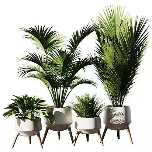 Indoor Plant Set V37