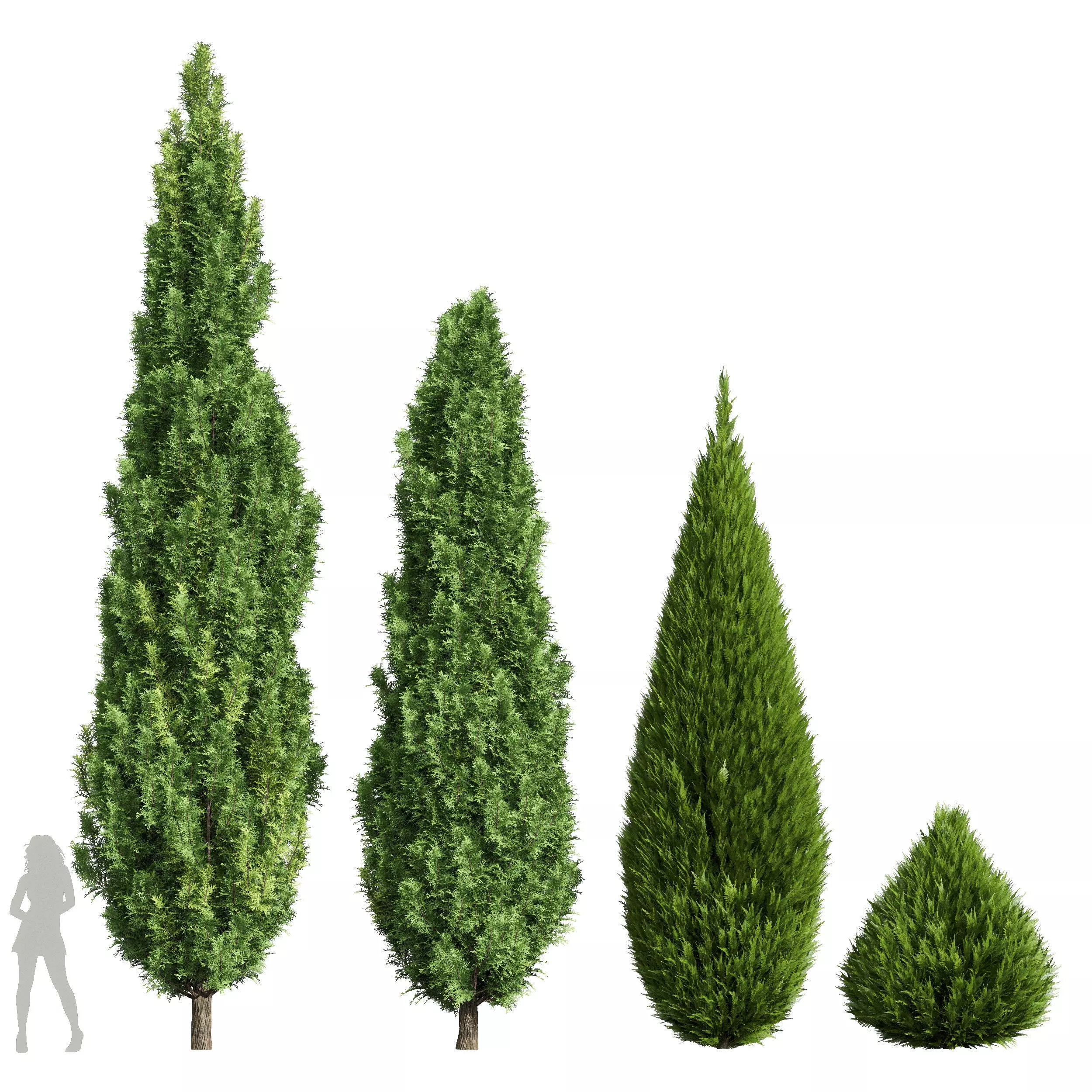 Cypress 2 3D model