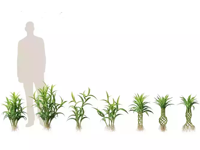 Dracaena sanderiana - Lucky Bamboo