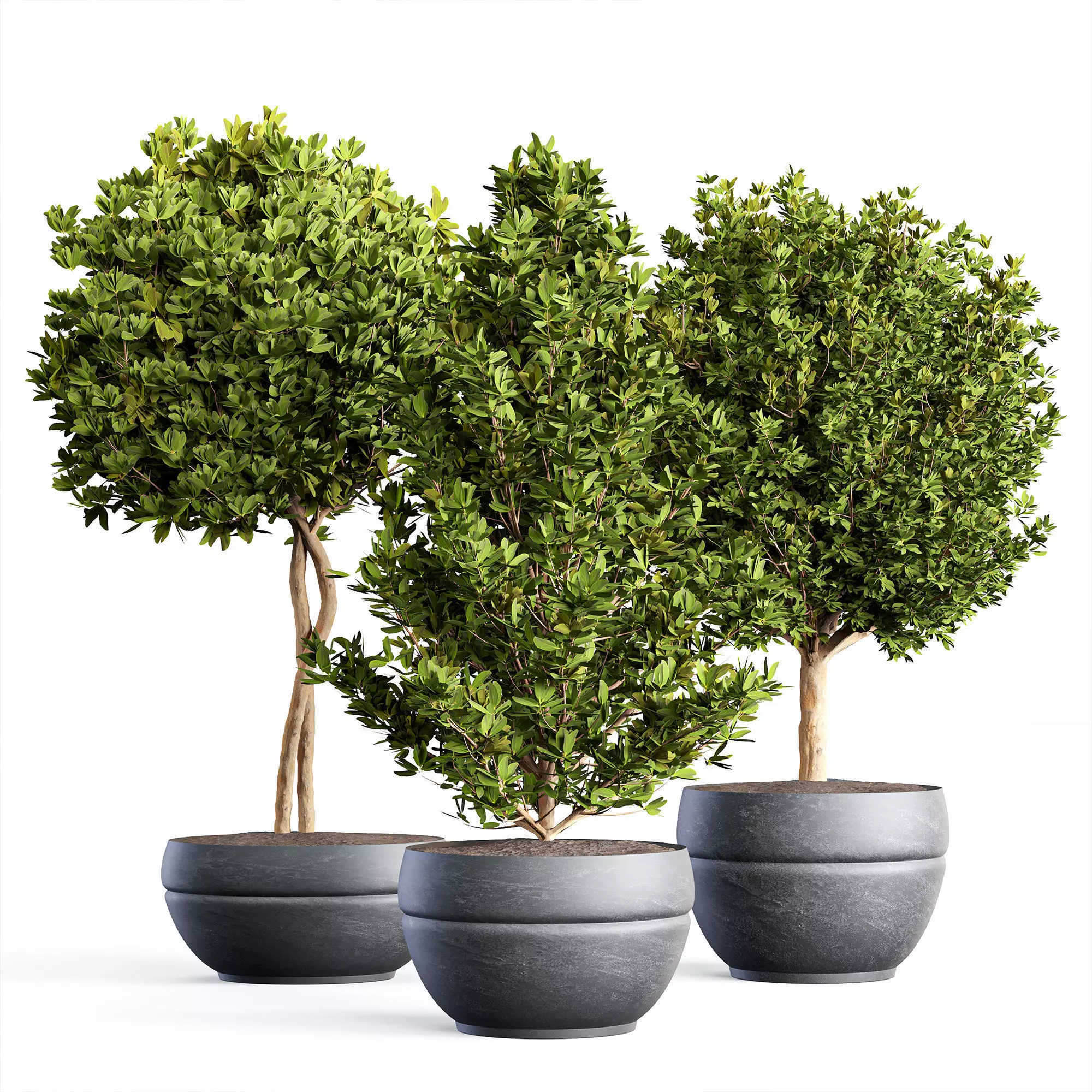 indoor Plant Set 02 3D model