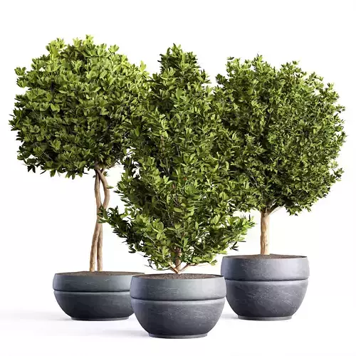 indoor Plant Set 02 3D model