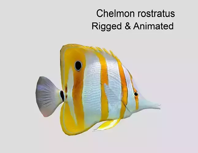 Chelmon rostratus Low-poly 3D model