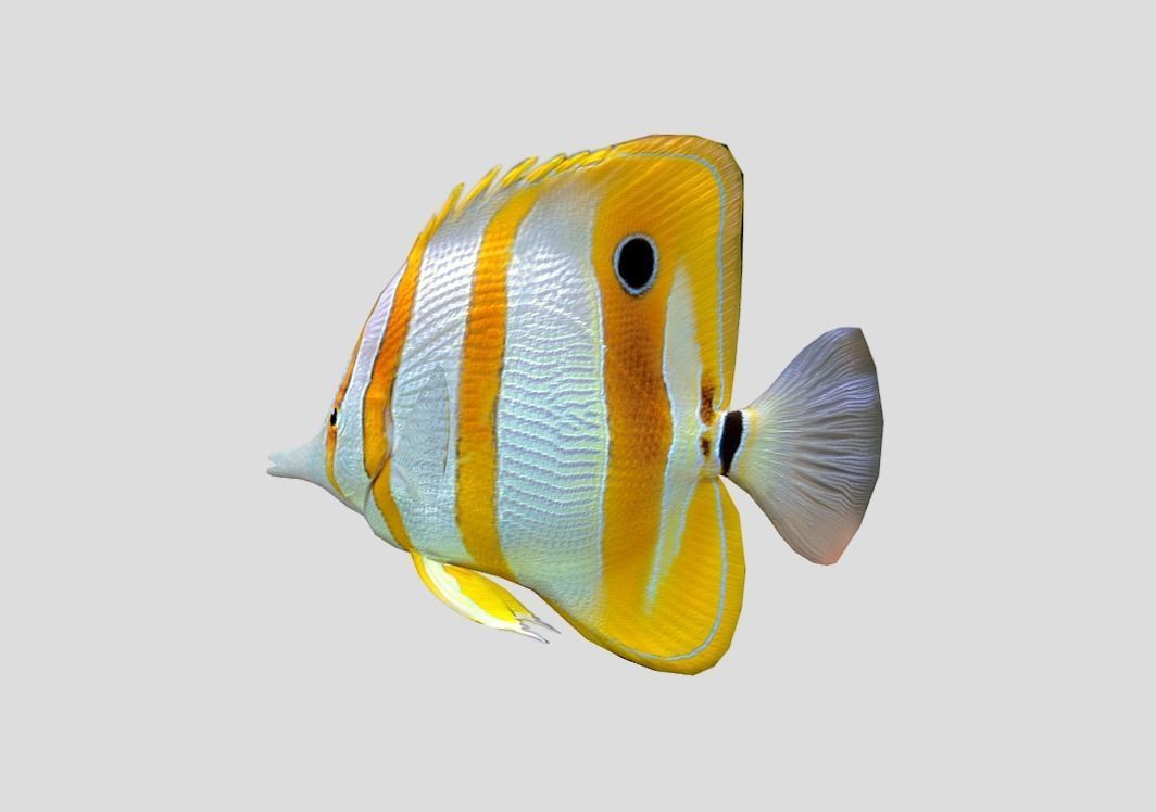 Chelmon rostratus Low-poly 3D model_4