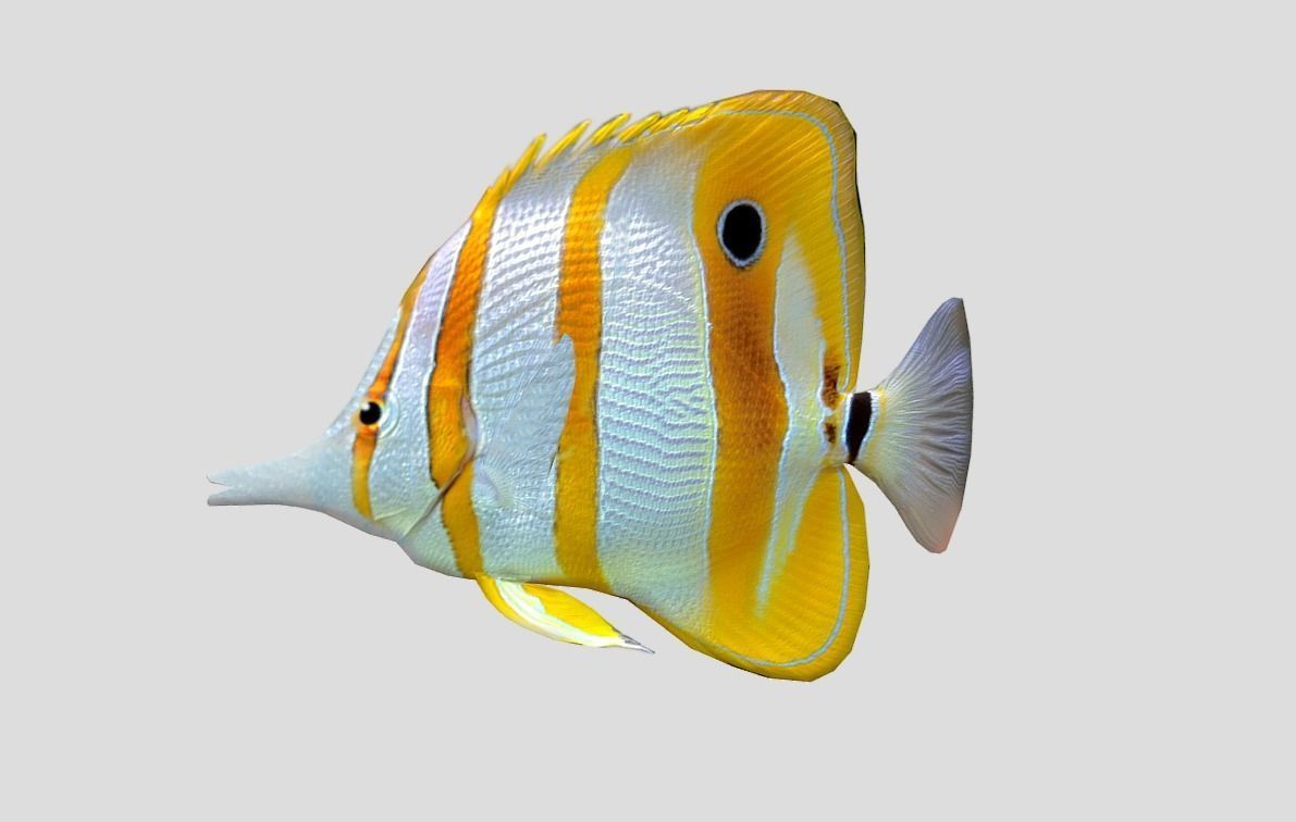 Chelmon rostratus Low-poly 3D model_7