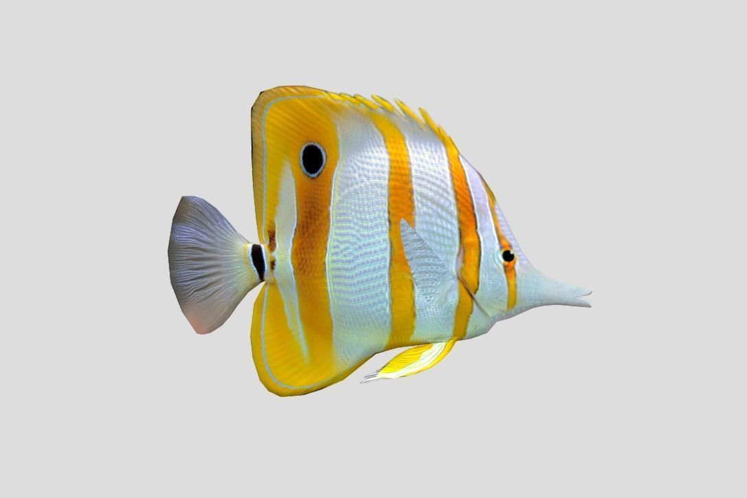 Chelmon rostratus Low-poly 3D model_8