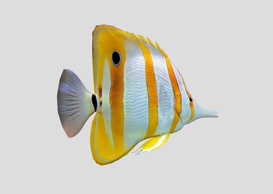 Chelmon rostratus Low-poly 3D model_6