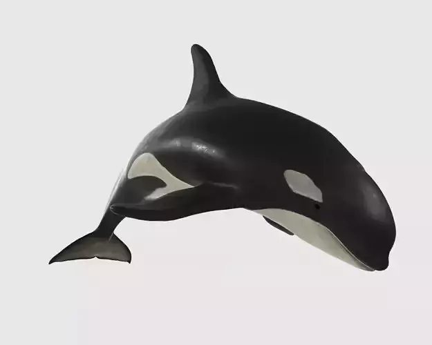 Killer Whale 3D Model Ready to Print 3D print model