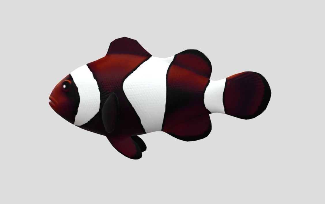 clownfish Low-poly 3D model_3