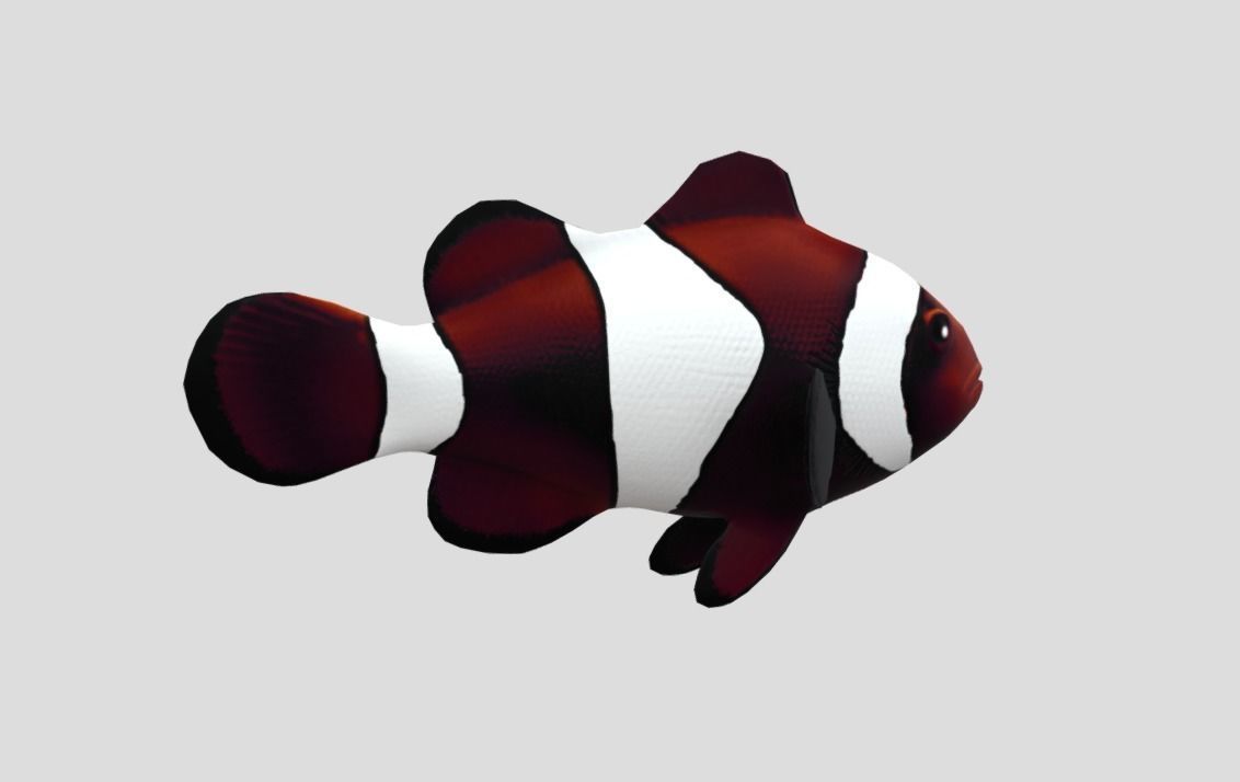 clownfish Low-poly 3D model_2