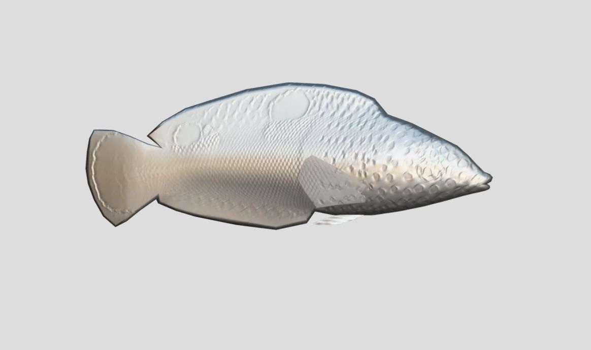 Clown Coris Low-poly 3D model_3