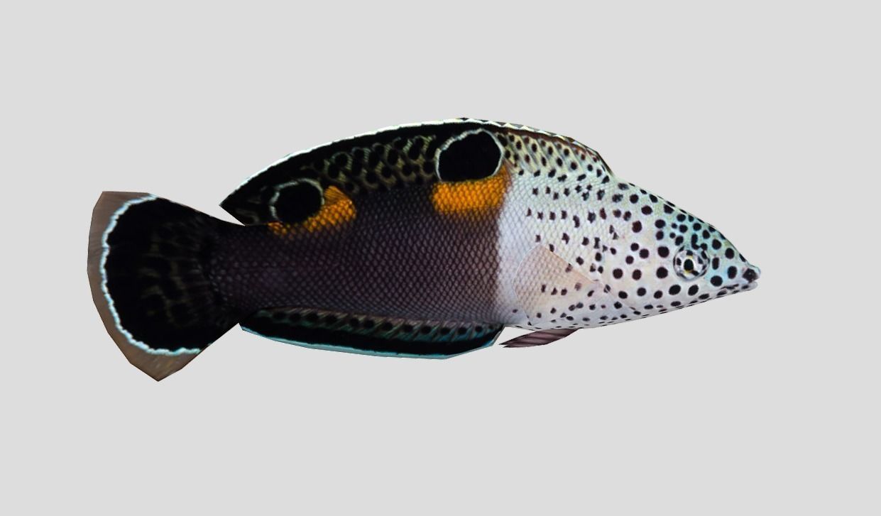 Clown Coris Low-poly 3D model_5