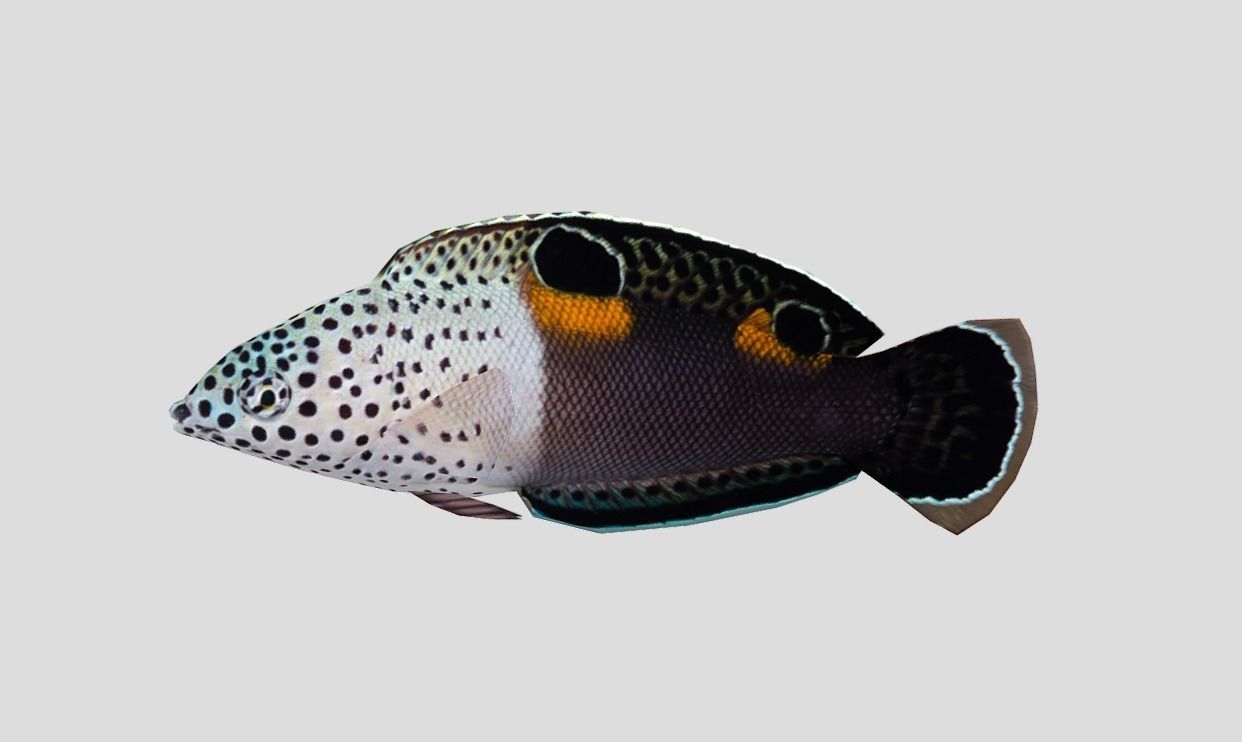 Clown Coris Low-poly 3D model_4